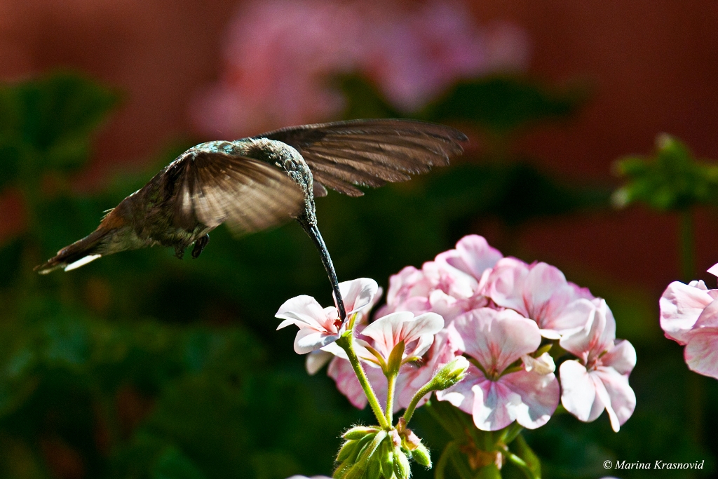 Hovering hummingbird at the Santa Catalina Monastery