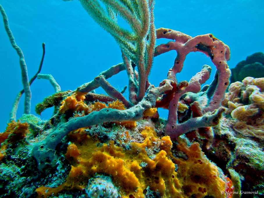 Corals at Chancanaab Reef, Cozumel