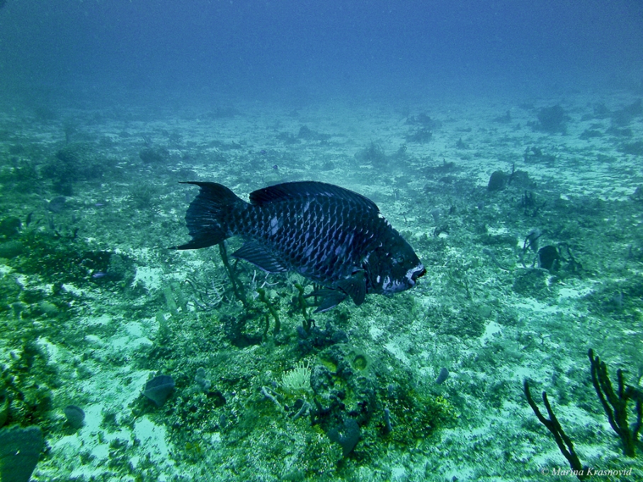 Midnight parrotfish, Scarus coelestinus