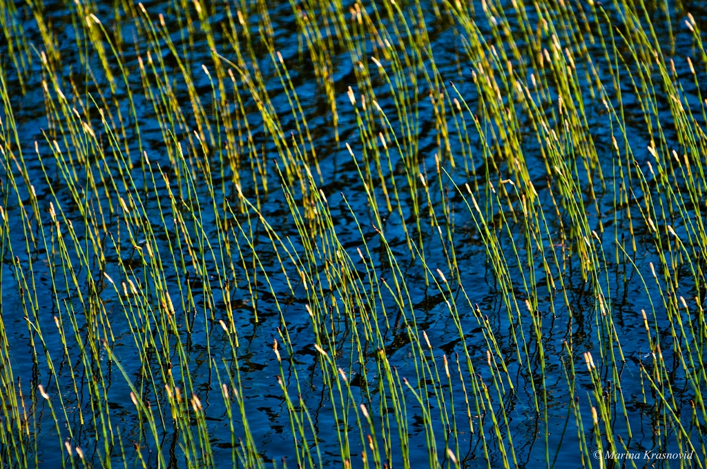 Windy reed at the Lizard Lake, Washington