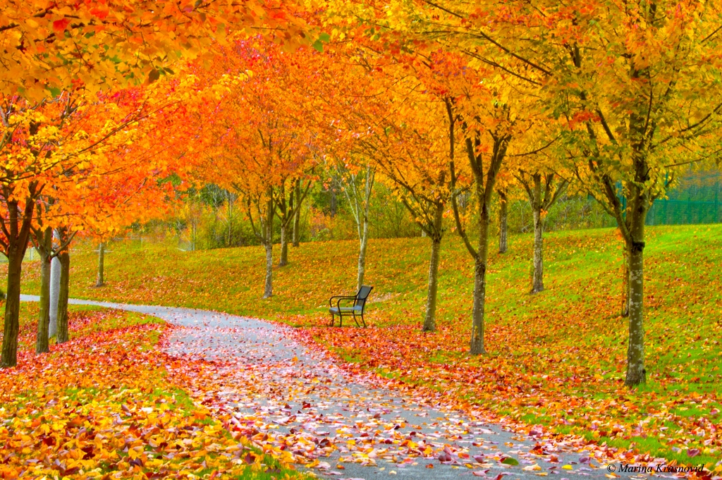 Autumn at Celebration Park, Federal Way, Washington