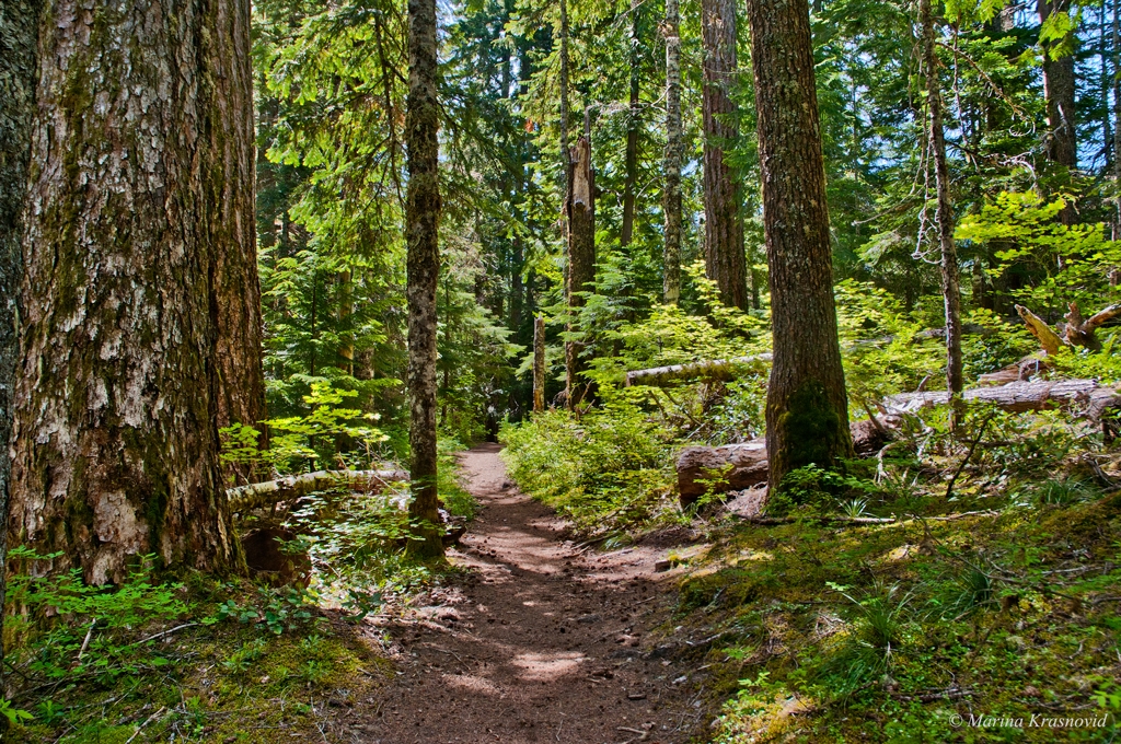 Hiking trail to Packwood Lake, Washington