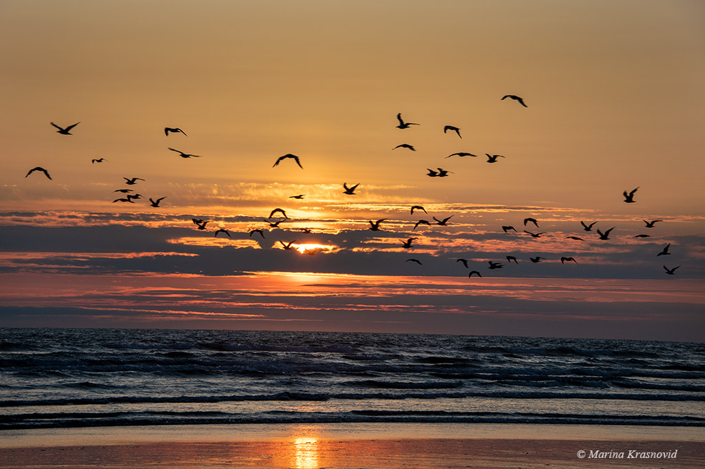 Seagulls' silhouettes at Pacific Ocean sunset 