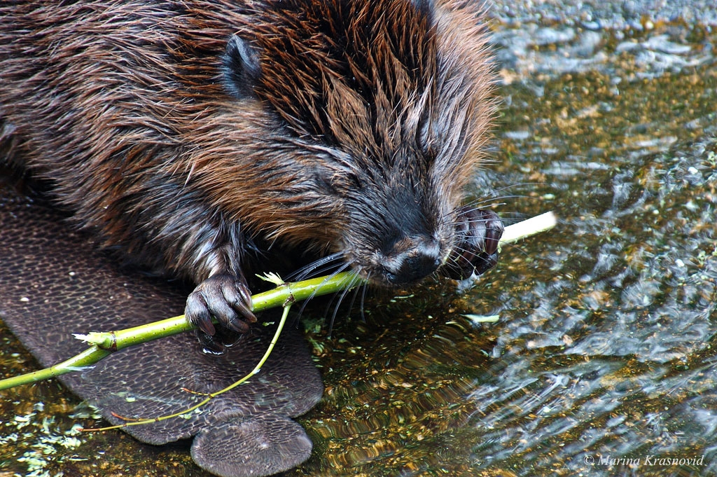 North American beaver