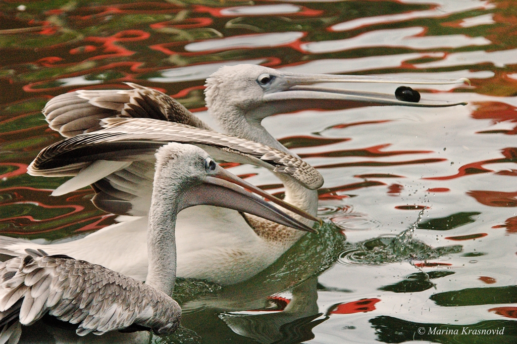 Palyful pelicans