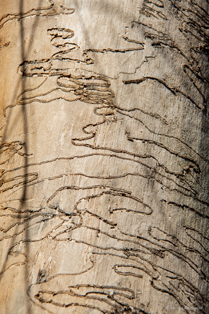 Cottonwood tree trunk eaten by bugs