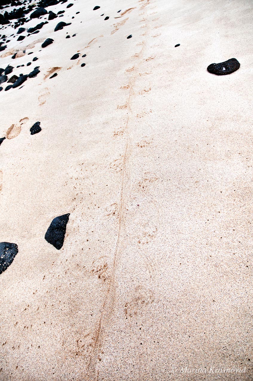 Marine iguana tracks in the sand.
