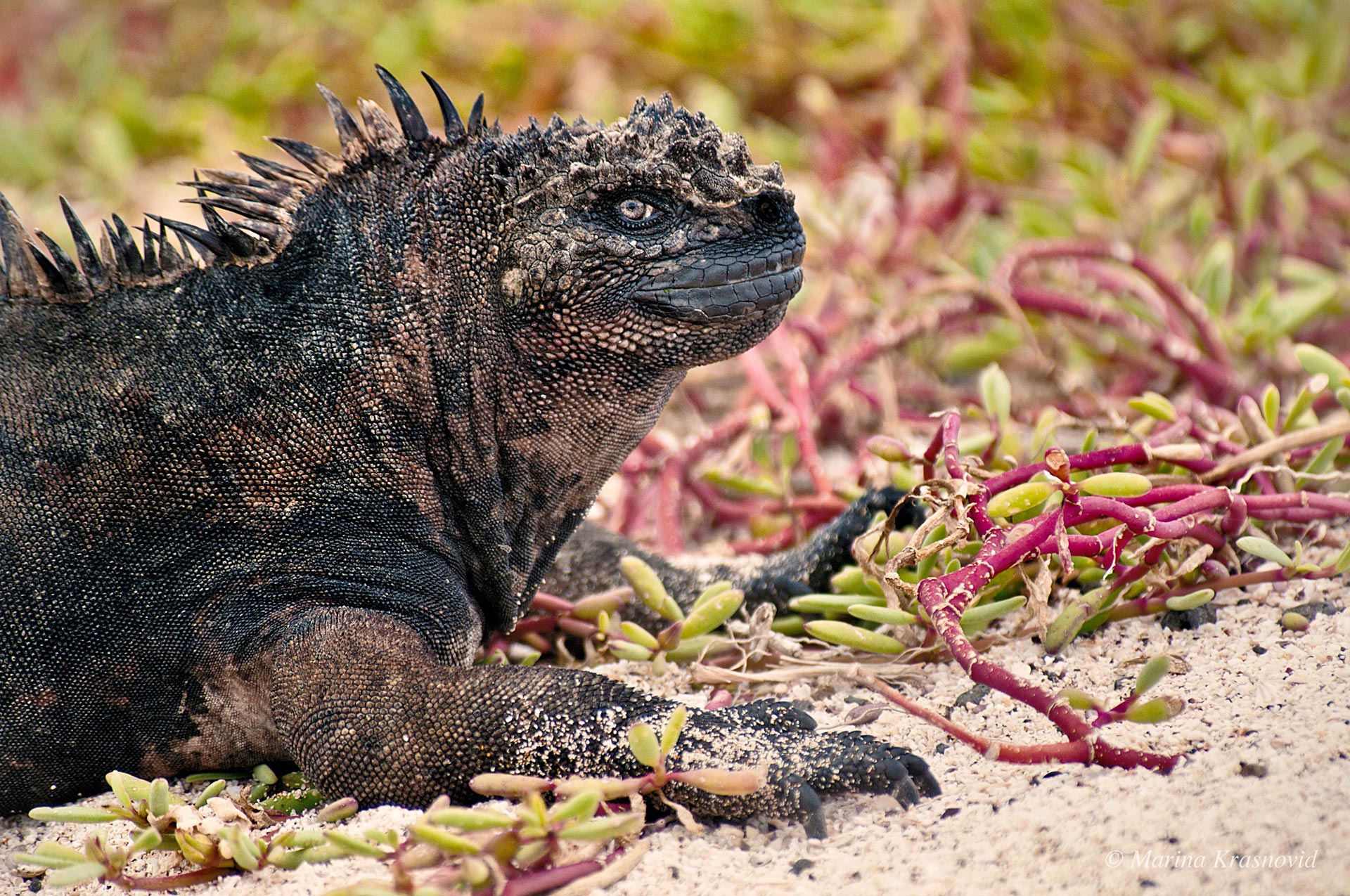Close up portrait of marine iguana in Galapagos Archipelago