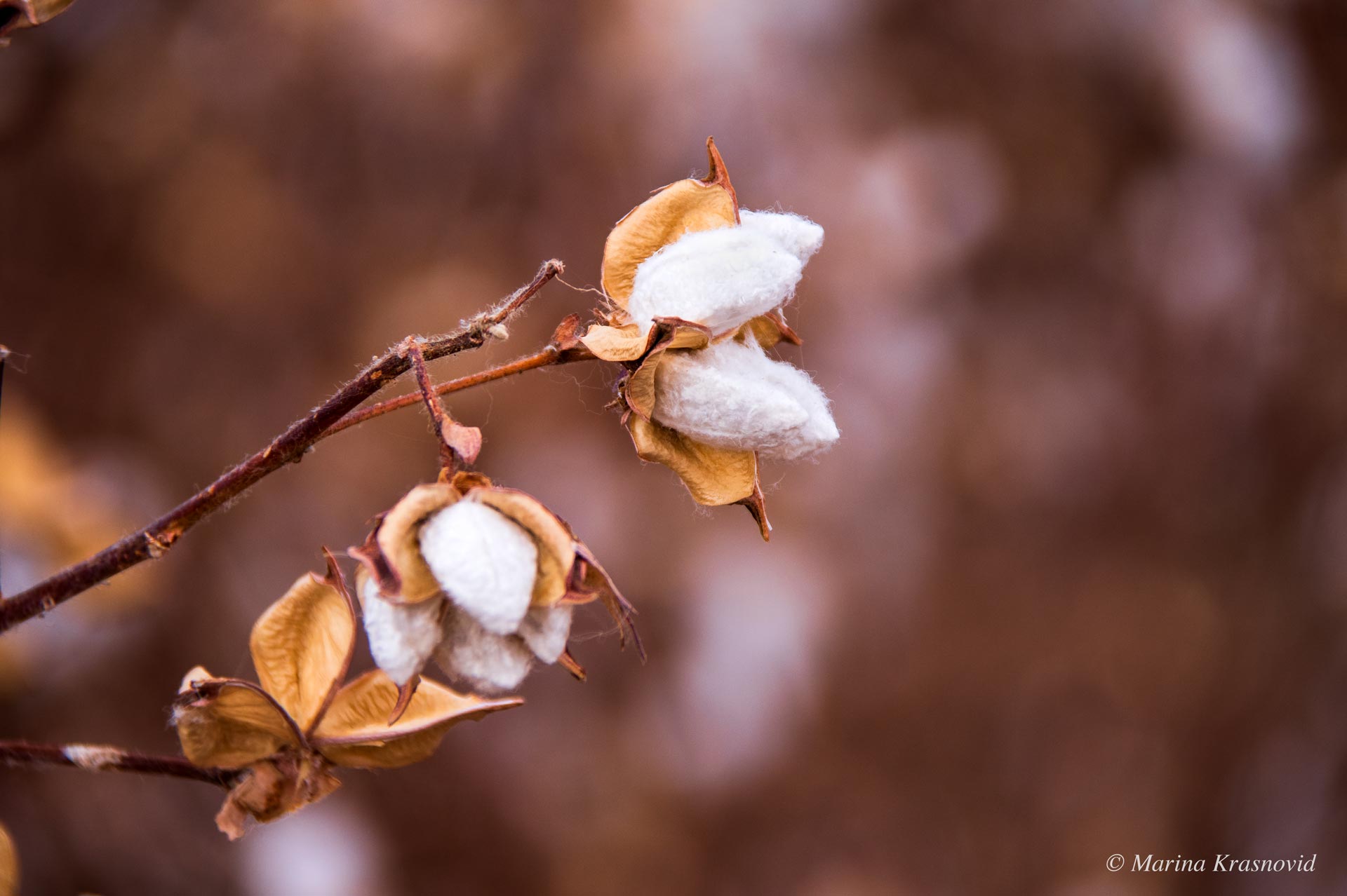 A close up of an open cotton boll