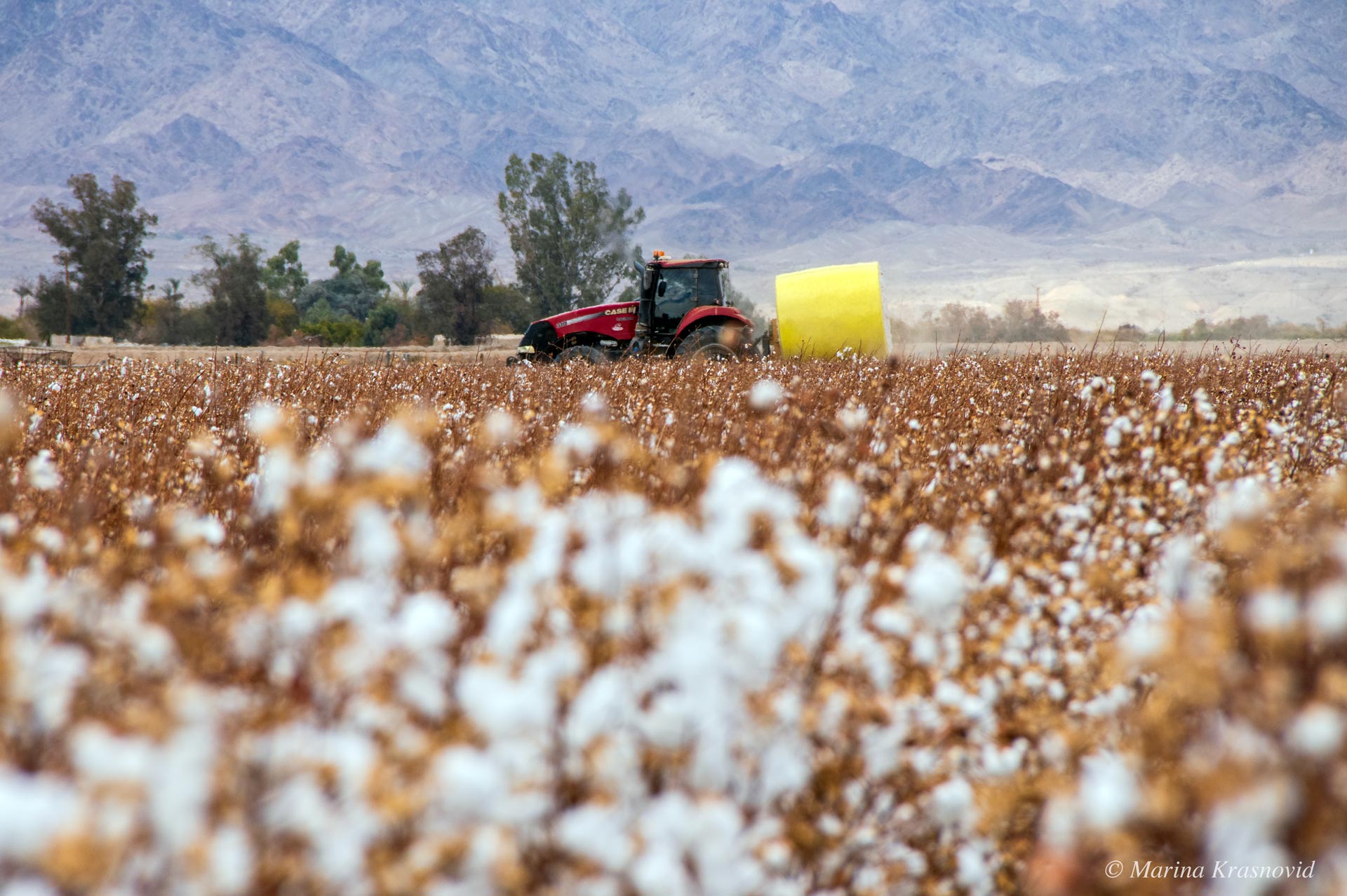 Scenery showing cotton module transported by a tractor with mountains in the background at Blythe, California