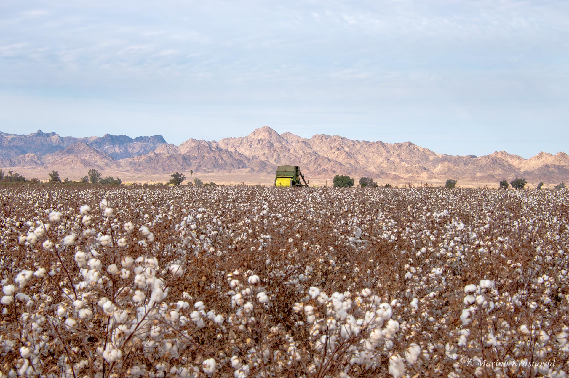 Scenery showing automated cotton picking with mountains in the background at Blythe, California
