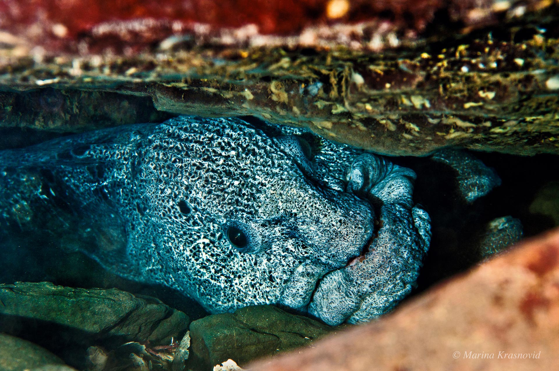 Wolf eel