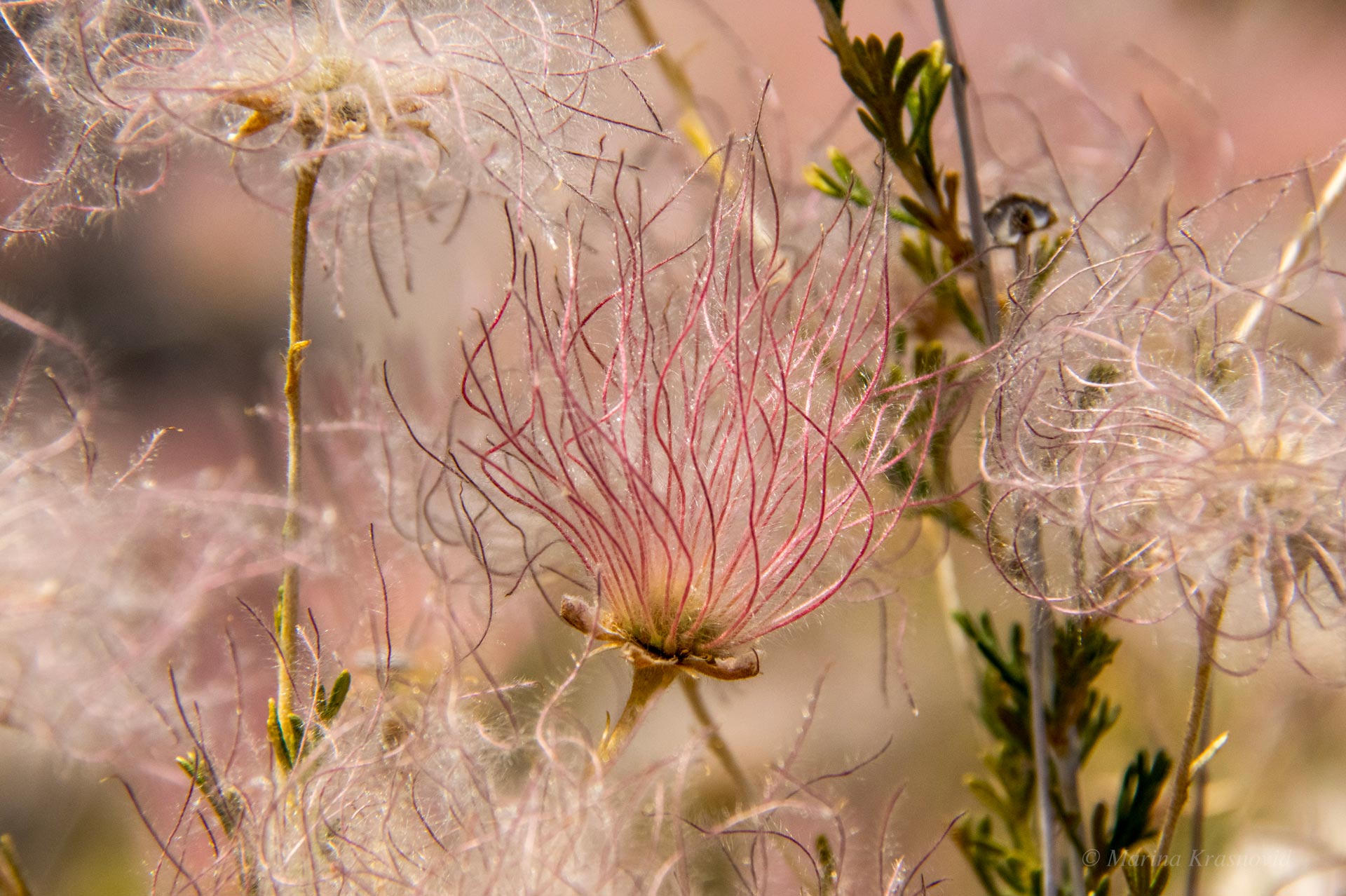 Close up of Apache Flume filaments