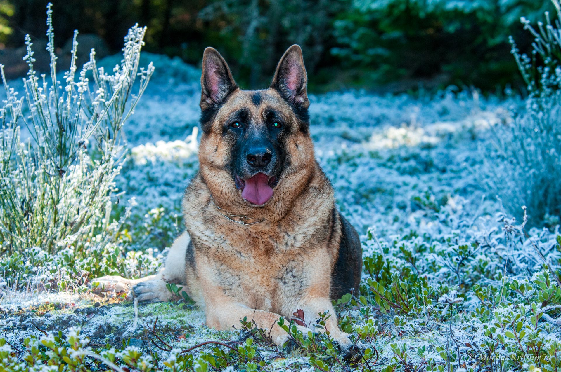 German Shepherd in the forest