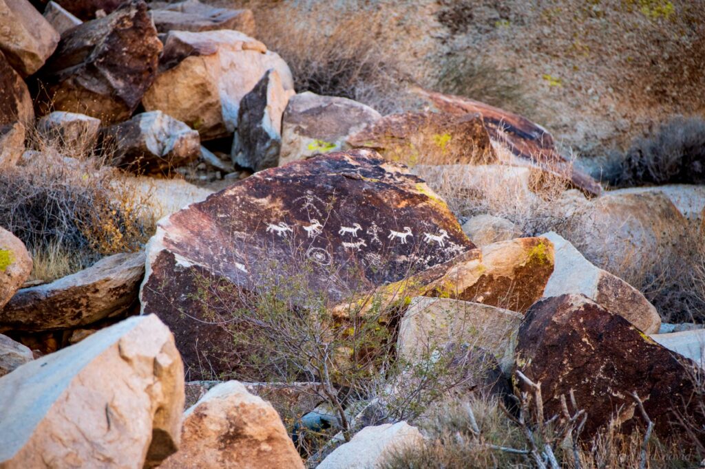 Petroglyphs of bighorn sheep etched into desert varnish rock panels at Grapevine Canyon, Nevada, part of an ancient site featuring hundreds of Native American carvings.