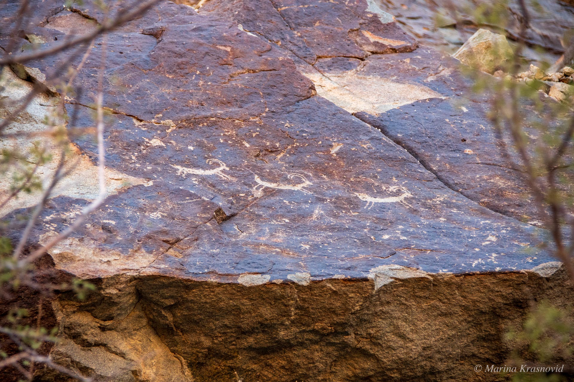 Three antelope-shaped petroglyph figures seen through desert shrubs at Grapevine Canyon, Spirit Mountain Nevada