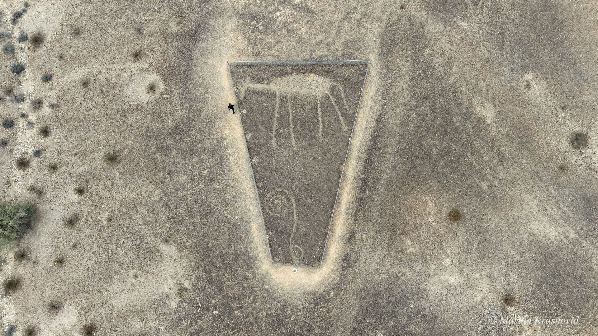Aerial view of ancient animal geoglyph and spiral intaglio near Blythe, California — large desert artwork carved into the Colorado Desert surface | drone photo by Marina Krasnovid