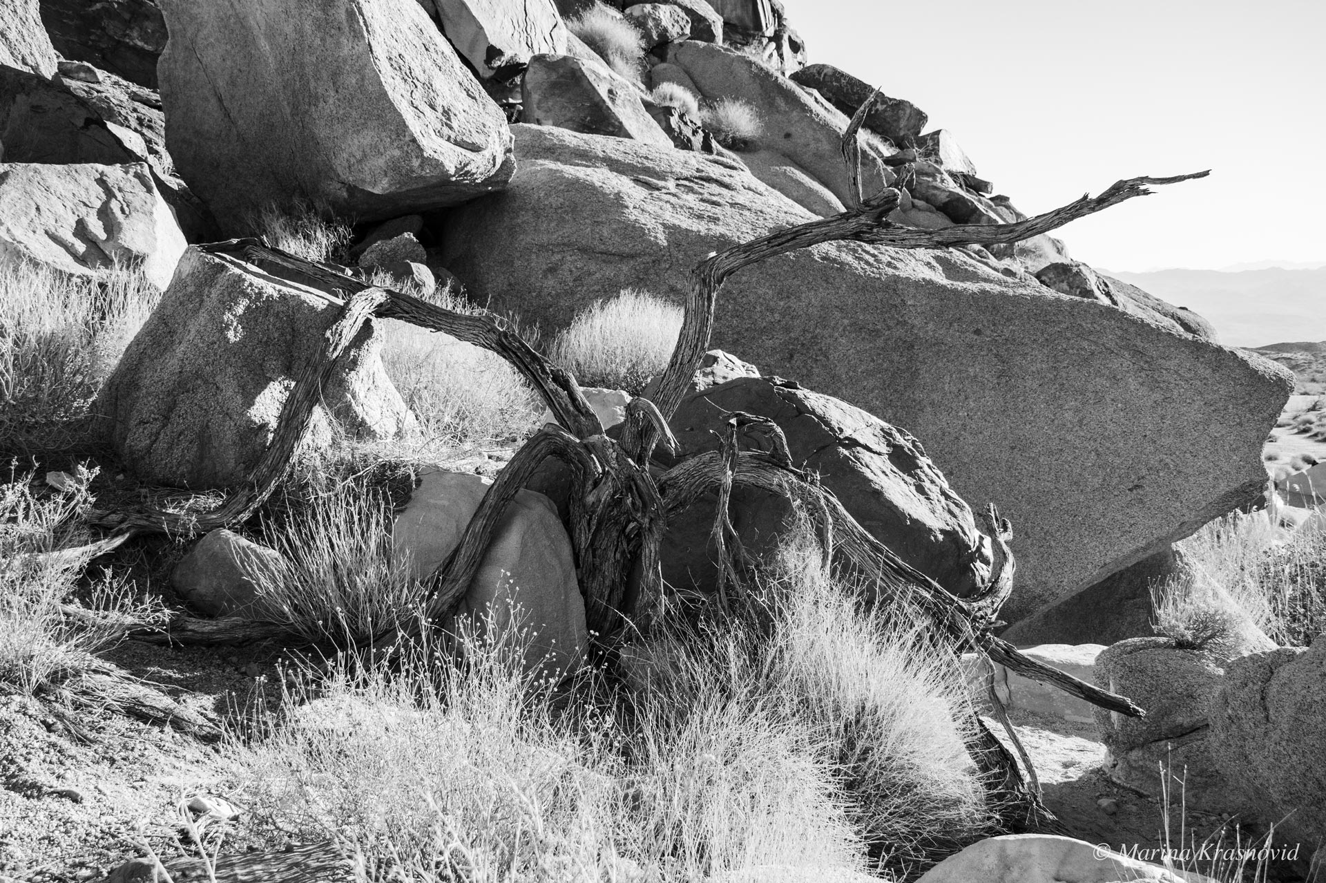 Fallen desert branch among granite boulders in Grapevine Canyon, Nevada — black and white photo capturing textures of rock and light