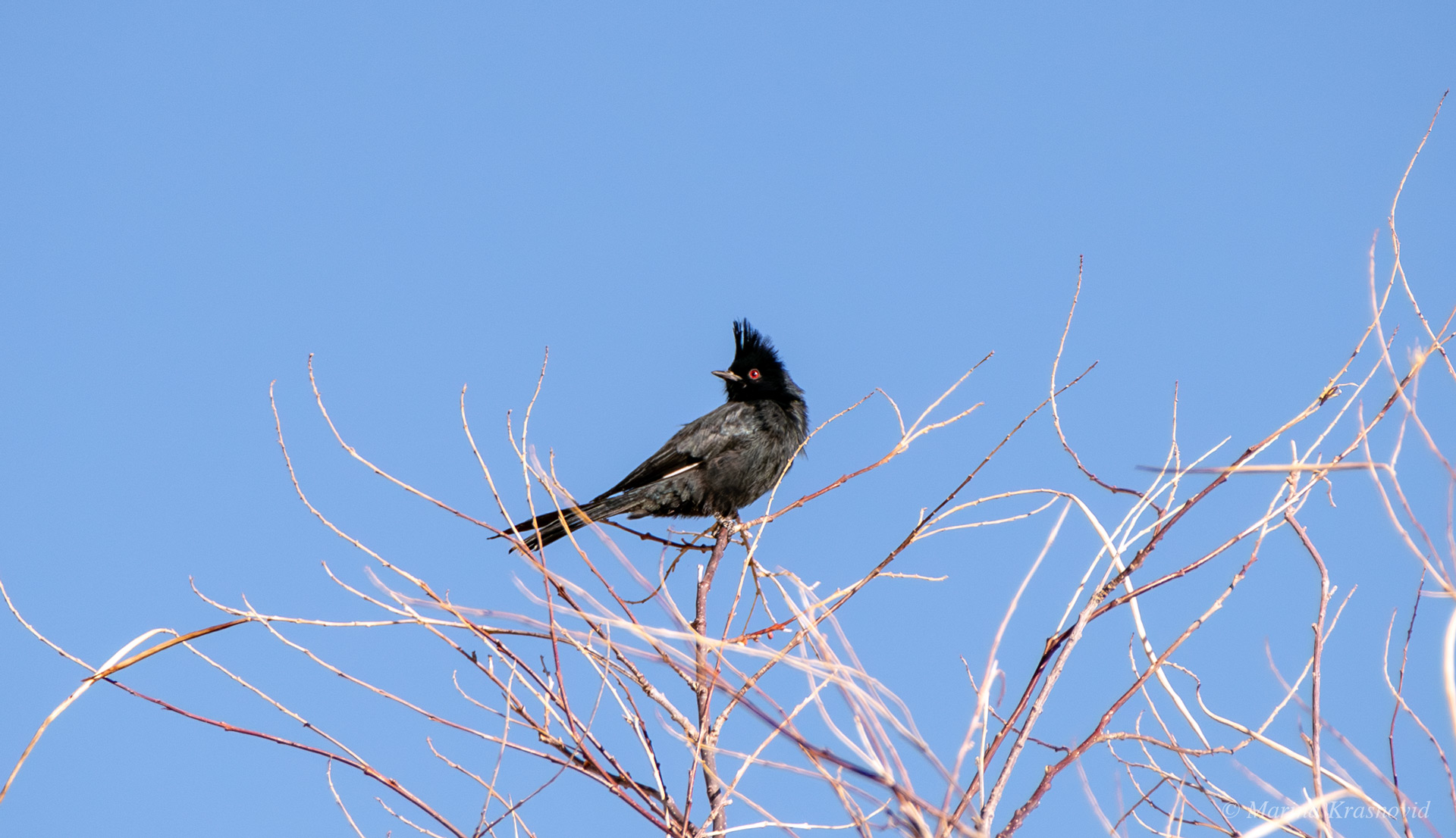 Phainopepla A black Phainopepla with a spiky crest resting on sunlit branches against the blue desert sky in Grapevine Canyon, Nevada
