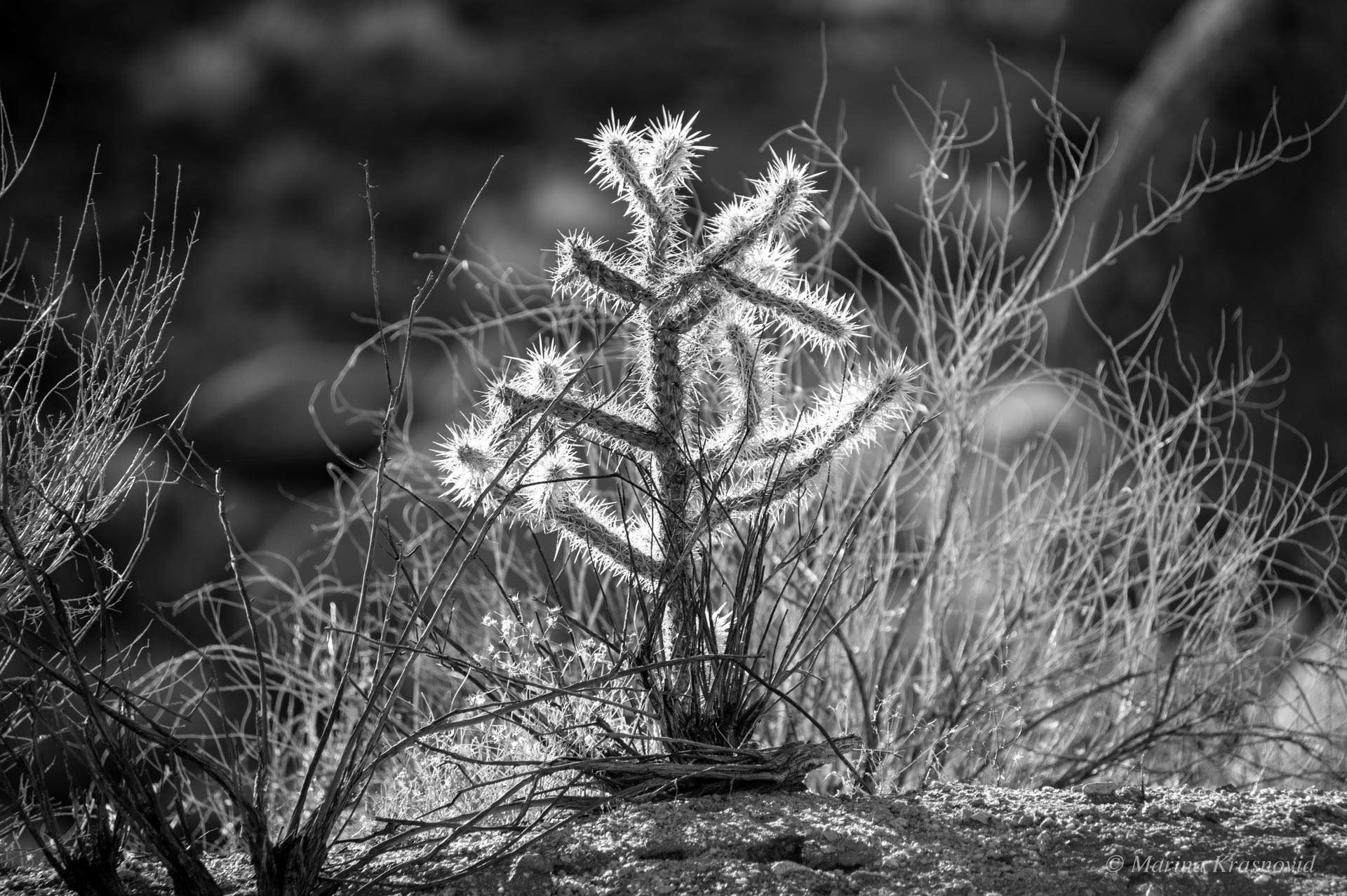 Cholla cactus glowing in desert sunlight — black and white photo from Grapevine Canyon, Nevada