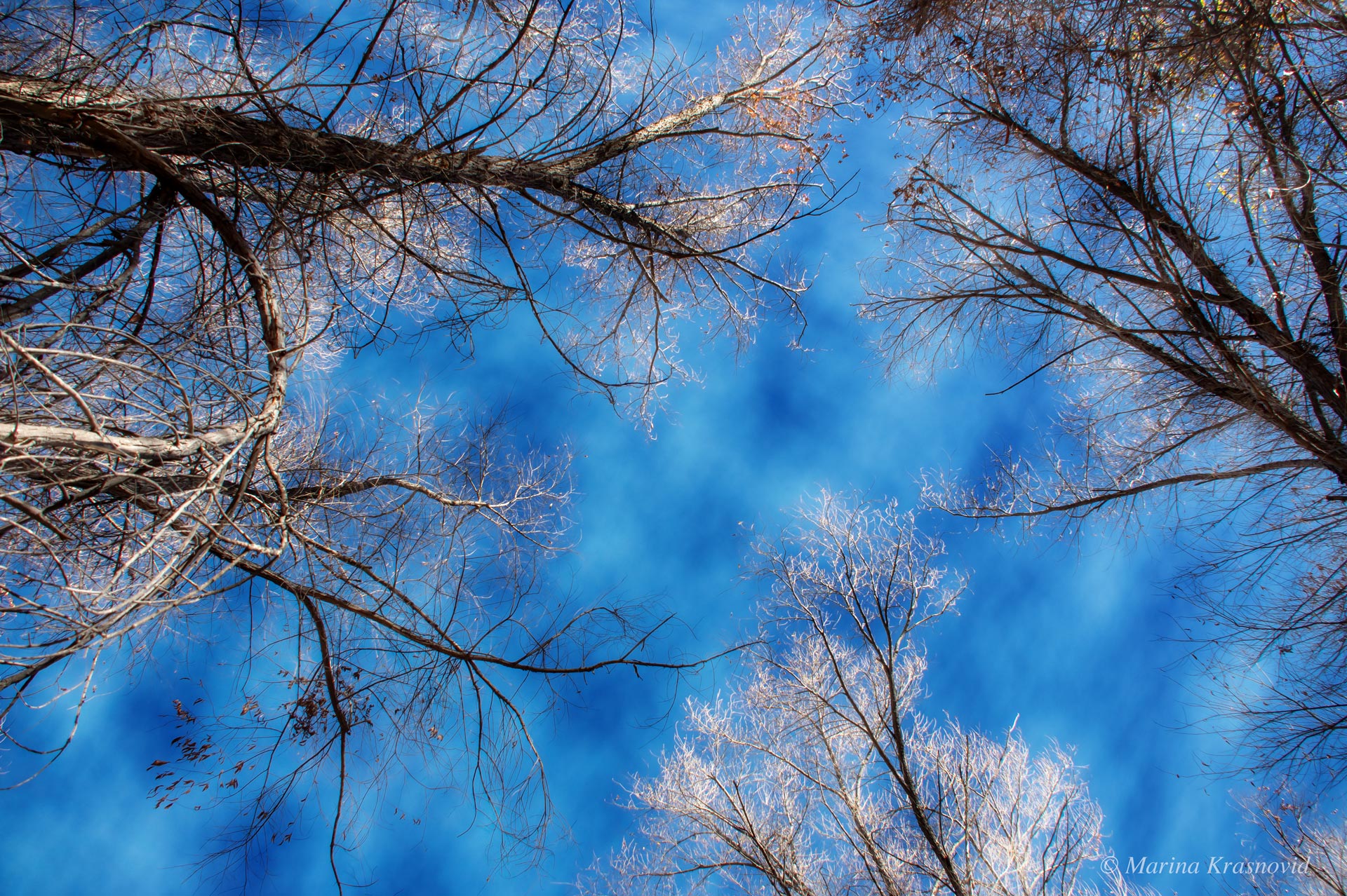 Bare cottonwood trees reaching toward a deep blue Arizona sky at the Hassayampa River Preserve, symbolizing the quiet stillness before spring | Photographed by Marina Krasnovid
