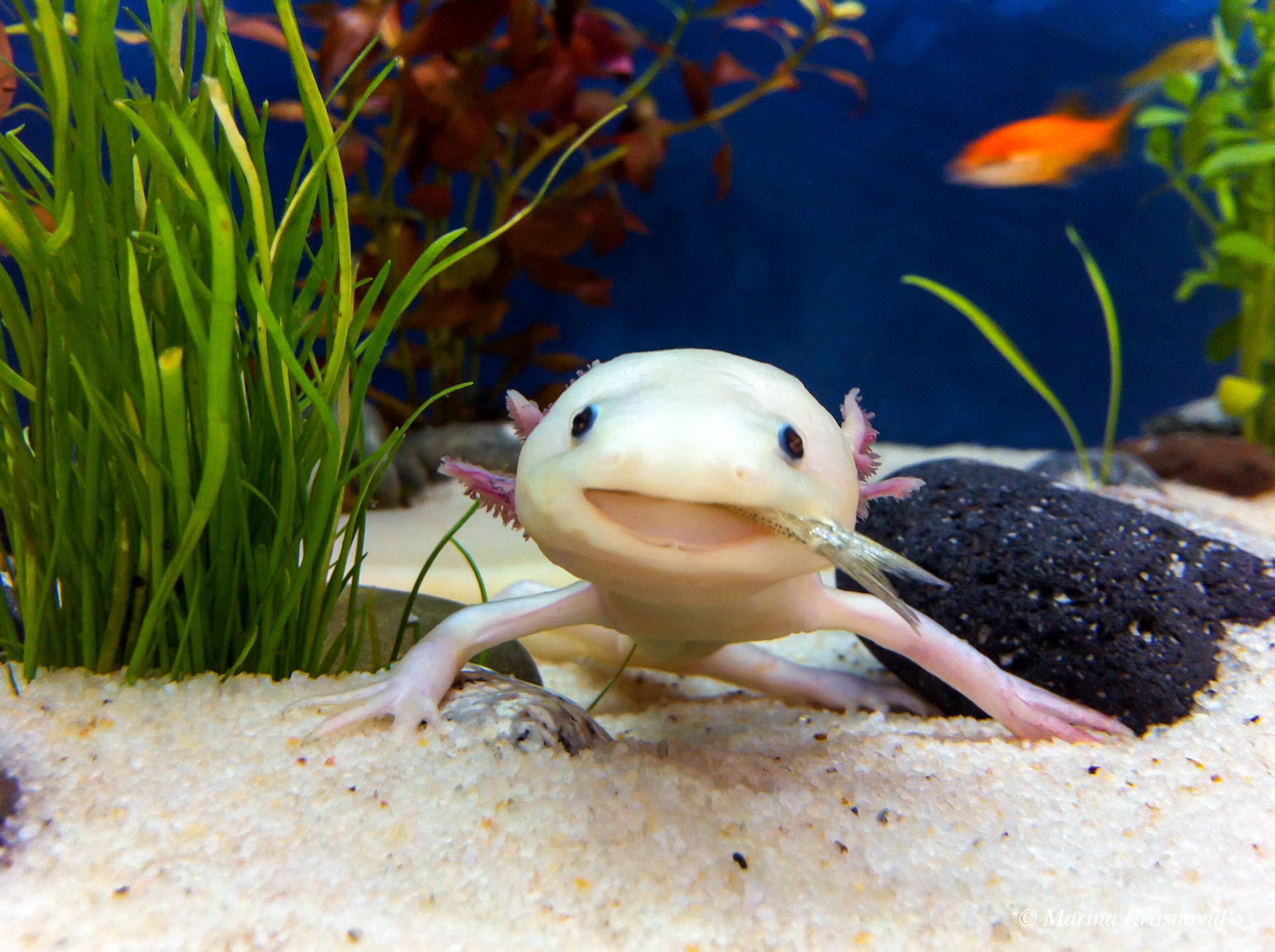 Albino axolotl with pink gills resting on sand in a planted aquarium, looking toward the camera with a slight smile. Photographed by Marina Krasnovid.