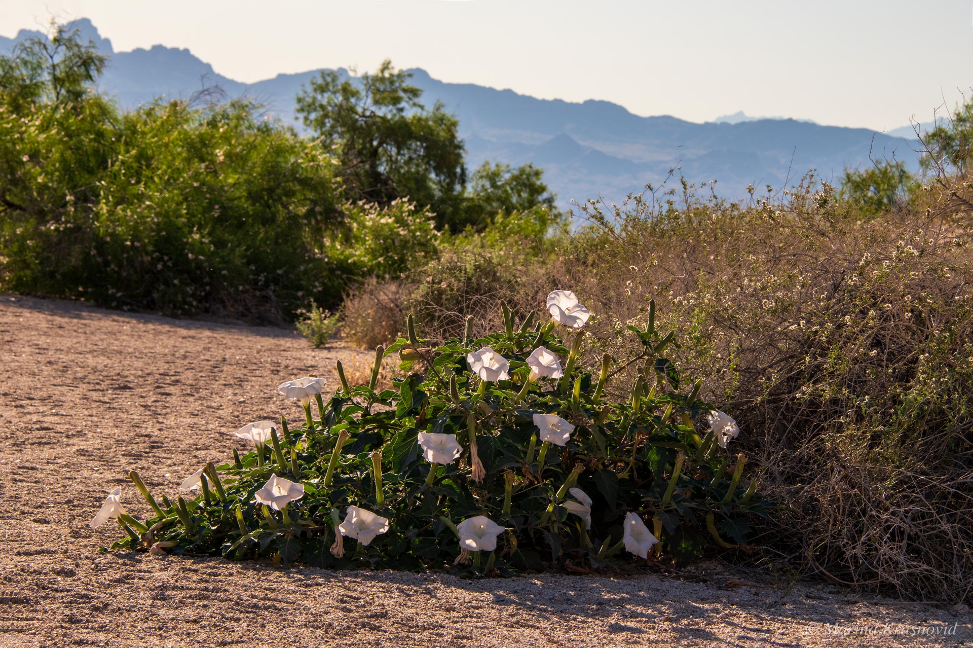 White desert datura (Datura wrightii) blooming along a sandy trail in Grapevine Canyon, Nevada