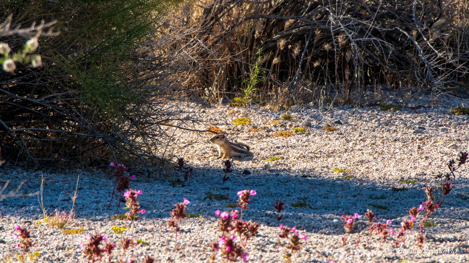 A chipmunk resting on a gravel desert wash in Grapevine Canyon, Nevada